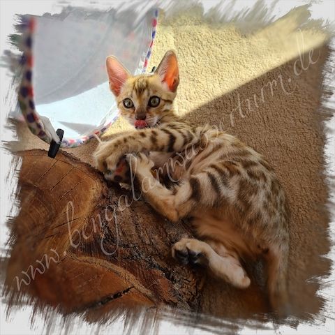 Bengalen /Bengal Katze & Kater brown rosetted