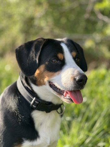 Entlebucher Sennenhund