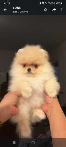 Ultra mini Pomeranian