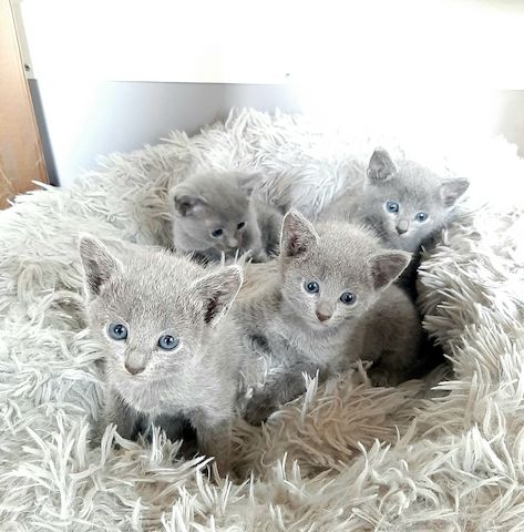 Russisch  Blau Kitten mit Stammbaum