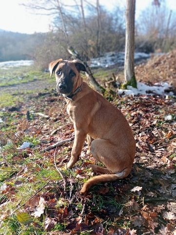 Malinois Mix-Welpe