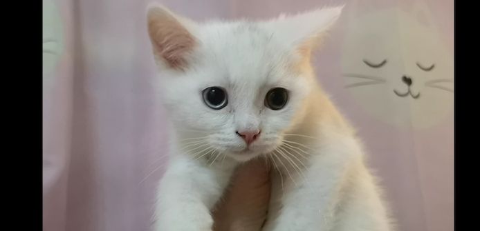 Kätzchen Babykatzen Katze weiss Junge männlich Kitten Berlin türkisch Angora