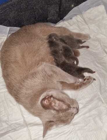 2 zuckersüße reinrassige BKH Kitten weiblich. Vater mit Stammbaum aus Deckverein