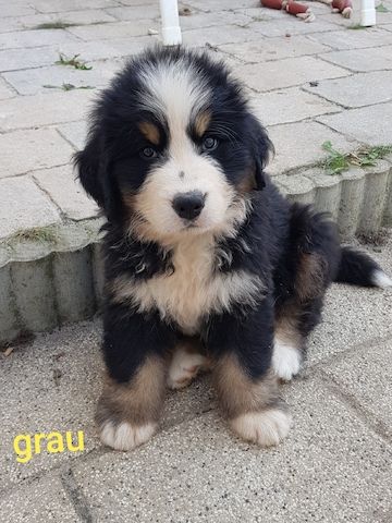 Schöne Berner Sennenhund Welpen