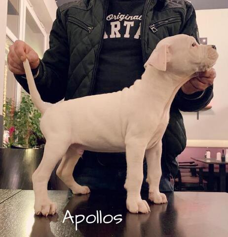 Dogo Argentino/American Bulldog Mix Welpen