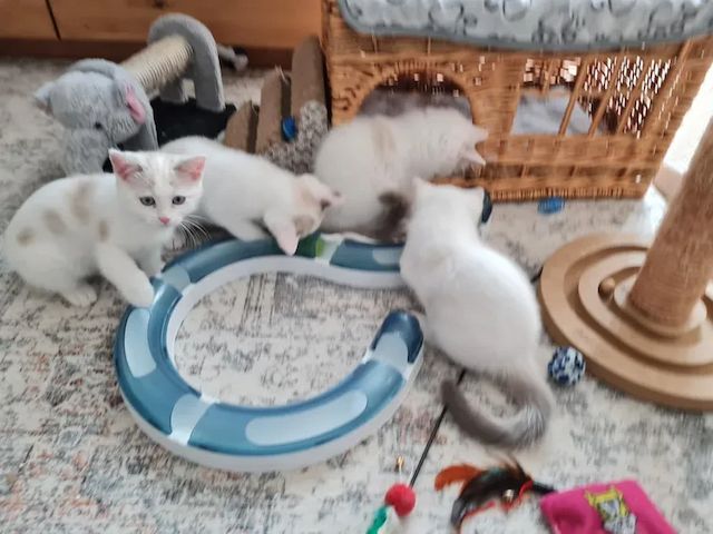 Kitten Ragdoll abgabebereit