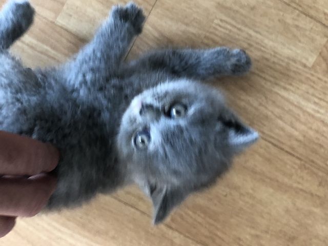 British Kurzhaar Kitten in gute Hände abzugeben