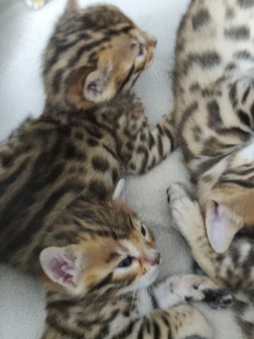 Bengal Kitten zu verkaufen
