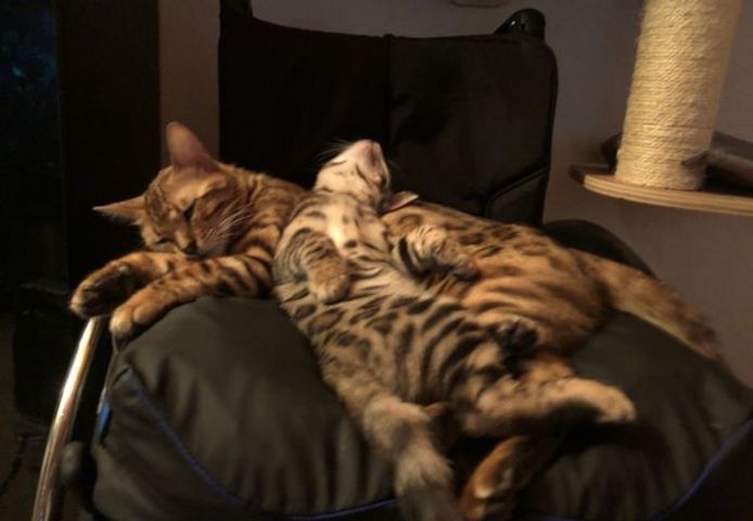 Wunderschöner reinrassiger Bengal Kater mit Weltchampion Stammbaum und Papieren