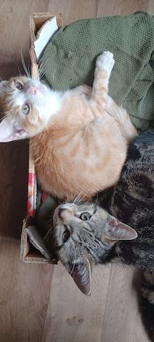 Kitten Bob und Steve suchen Zuhause im Glück