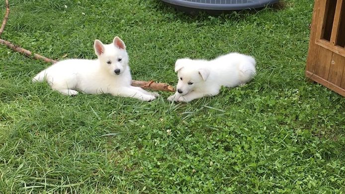 Hurra, wir weiße Schäferhund Welpen kommen Mitte Juni 22 zur Welt