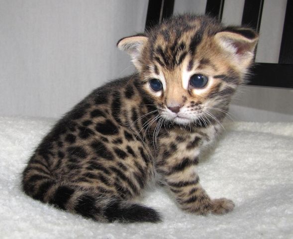 Bengal Kitten purebred  pedigree