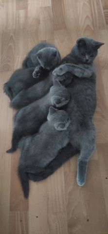 BKH Kitten in blue abholbereit zu sofort