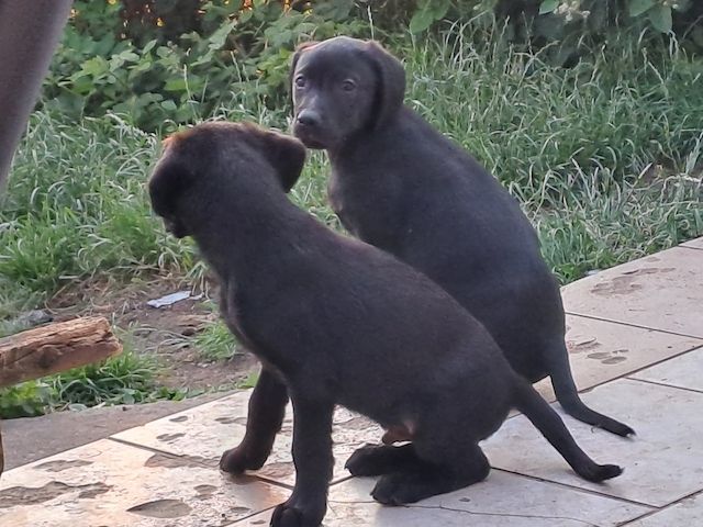 Labrador Junghunde 
