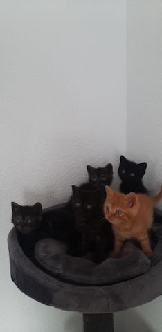 Kitten zu Verkaufen