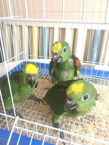 Frische Papageieneier zum Verkauf