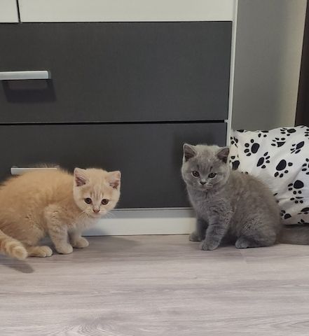 Wunderschöne BKH Kitten suchen neuen Wirkungskreis :)