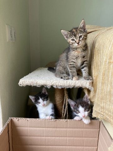 Katzenbaby suchen ein neues Zuhause