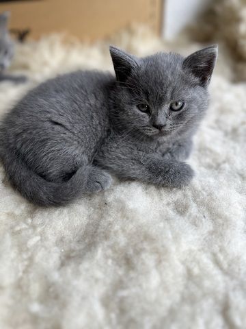 Wunderschöne, reinrassige BKH Kitten in Blue - abgabebereit