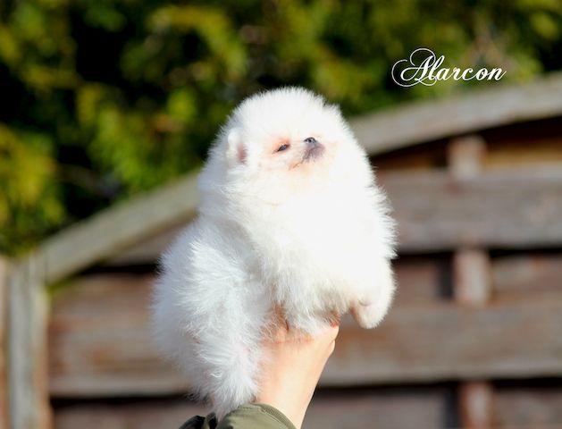 Pomeranian Zwergspitz weiß - creme Welpen aus Deutscher Zucht