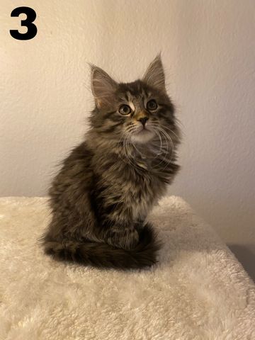 Maine Coon Kitten