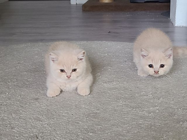 Wunderschöne BKH Kitten suchen neuen Wirkungskreis :)