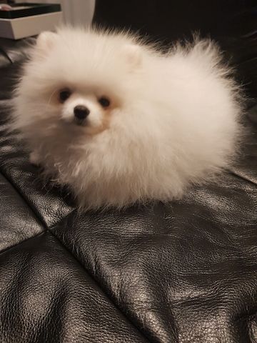 Pomeranian (Toy Spitz) weiß