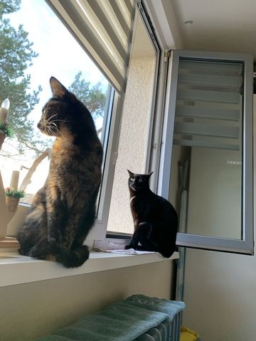 BKH Katzen Geschwisterpaar