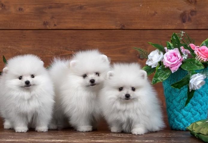 Pomeranian-Zwerg-Spitz-Welpe