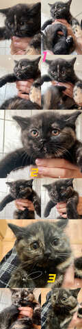 Bkh Kitten, mit 1 mal Impfung