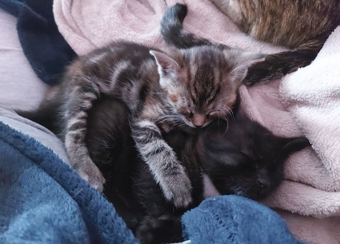 2 süße Katzenbabys
