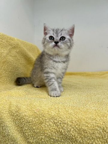 Reinrassige Britisch Kurzhaar Kätzchen mit Stammbaum BKH Kitten