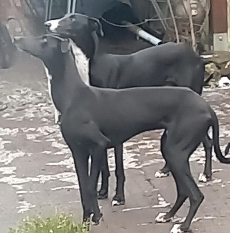 2 Greyhounds abzugeben
