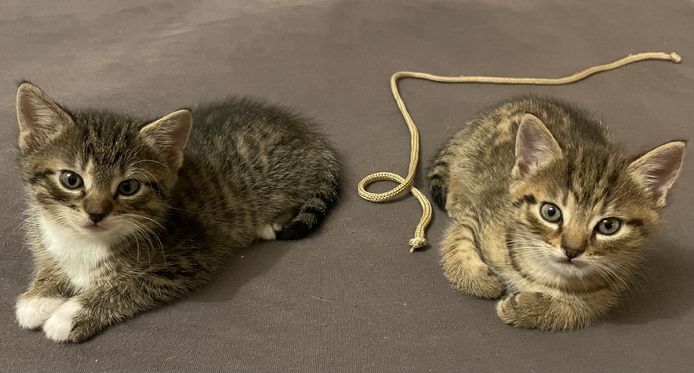 Katzen Kitten Babykatzen