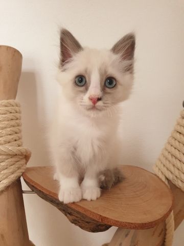 Heilige Birma Ragdoll Kätzchen Kitten