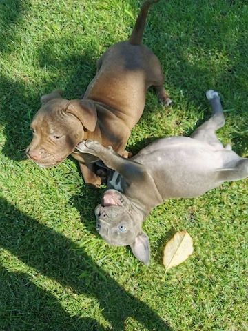 Süßen Blueline AmStaff/ Pitbull Terrier*