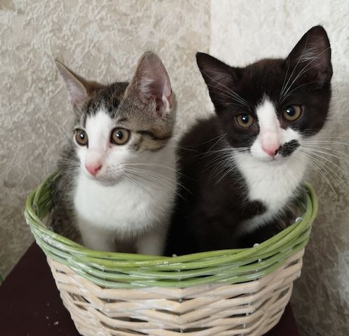 Katzenbabys suchen neues Zuhause 