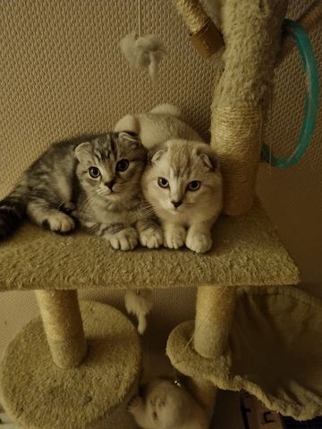 4 süße Kitten suchen ein Zuhause