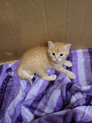 Babykatzen Kitten