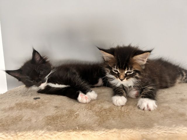 5 wunderschöne Maine coon Kitten suchen ein neues zu hause