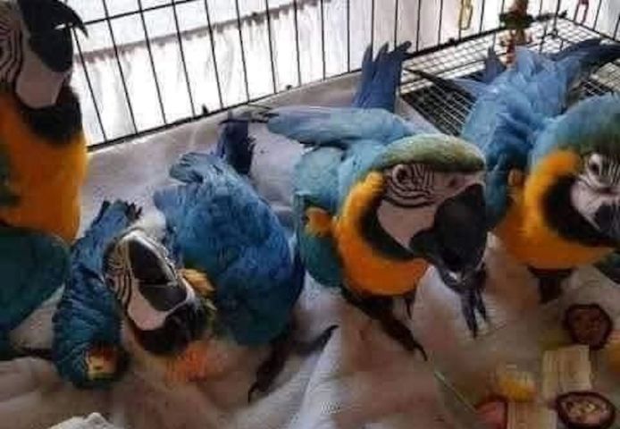 Sehr süße Baby-Ara-Papageien erhältlich