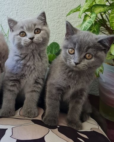 2 reinrassige BKH Kitten