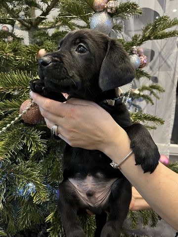 Labrador Welpen Babyhund