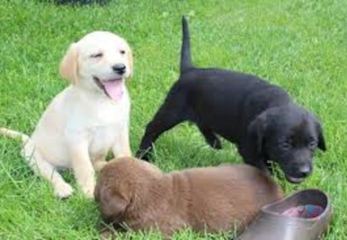 Wunderschöne Labrador Welpen zur Adoption