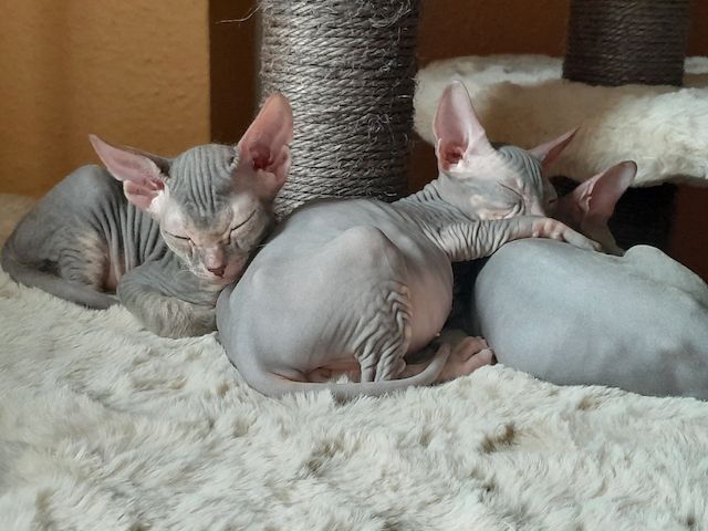 Don Sphynx Kitten abgabebereit