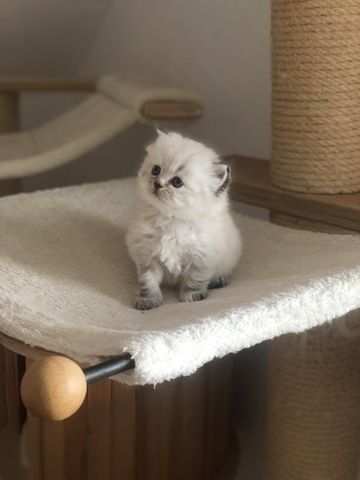 Perser Kitten mit Nase