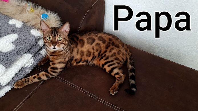 Wunderschöne Bengal Kitten