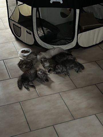 Perser / Maine Coon Kitten zu Verkaufen