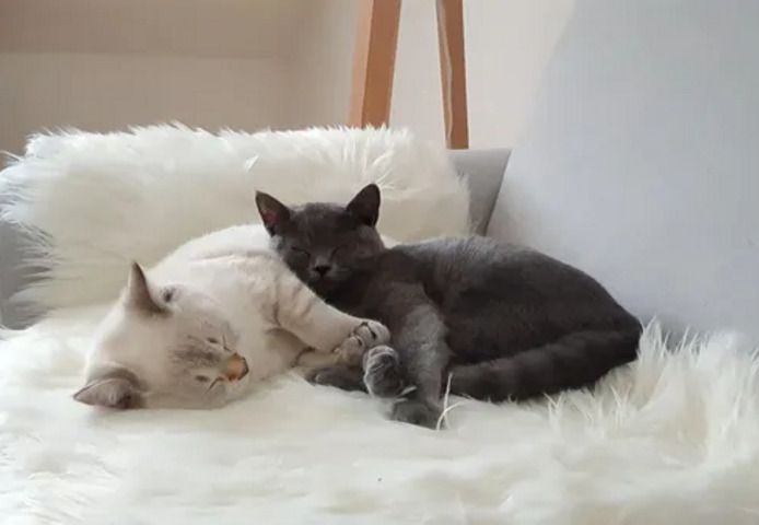 Zwei wunderschöne reinrassige Tabby BKH Kitten! A-WURF!