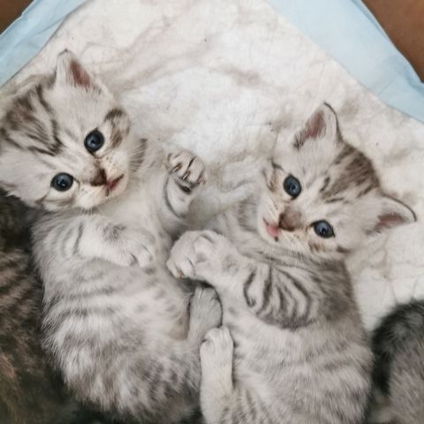 BKH Kitten zu verkaufen